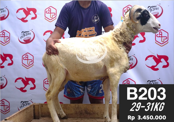 Domba Qurban Bandung